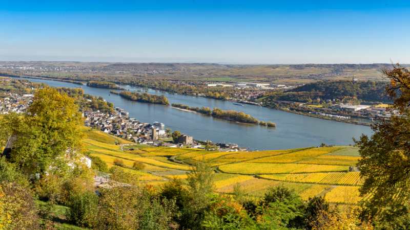Vy över Rüdesheim och floden Rhein